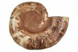 Crystal Filled, Cut & Polished Ammonite Fossil - Jurassic #191043-4